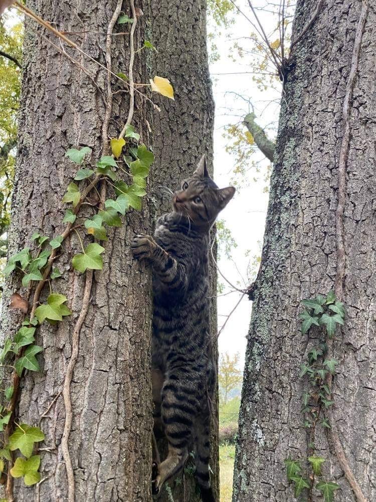 Pepin chat Savannah grimpe dans un arbre